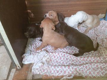Cuccioli incrocio da caccia