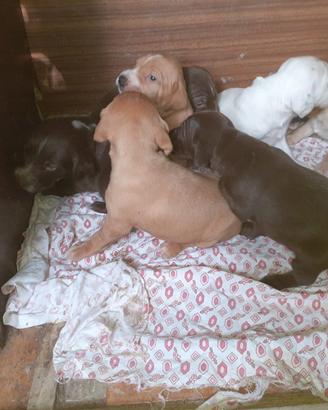 Cuccioli incrocio da caccia