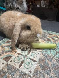 Coniglio ariete nano