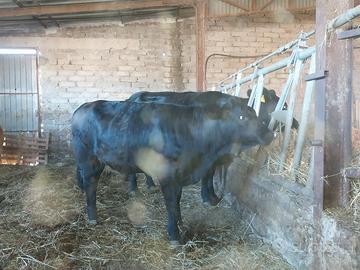 Vacca Angus con figlia
