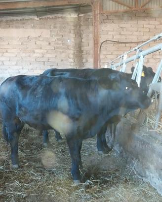 Vacca Angus con figlia