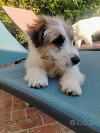 Cucciolo di jack russell broken pelo lungo