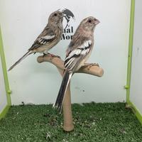 Ciuffolotto codalunga