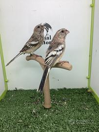 Ciuffolotto codalunga