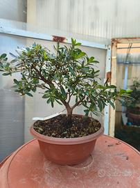 azalea satsuki pre bonsai 