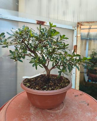 azalea satsuki pre bonsai 