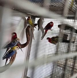 Platycercus elegans