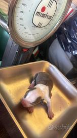 Cuccioli di Pitbull