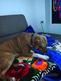 Cucciola amstaff