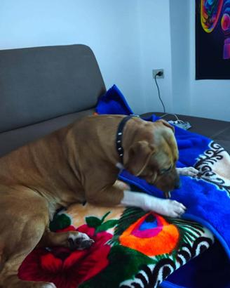 Cucciola amstaff