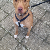 Pitbull in adozione