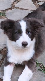 Border collie cucciolo pedigree 