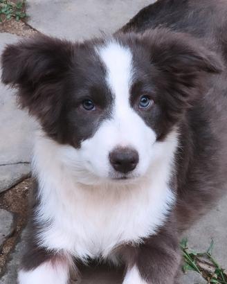 Border collie cucciolo pedigree 