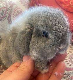 Coniglio minilop colore Giarra Blu