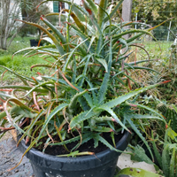 Aloe arboresces vera e mytriformis