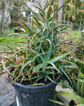 Aloe arboresces vera e mytriformis