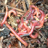 Lombrichi per lombricompostiera domestica