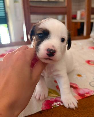 Jack Russell terrier