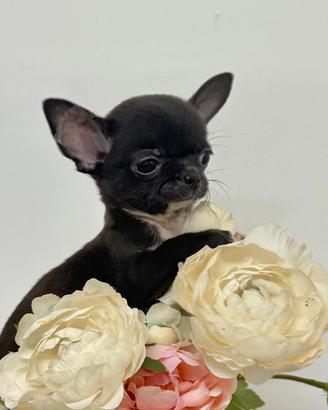 Chihuahua maschio