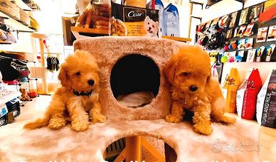 Cuccioli barboncino, maltese, pomerania maltipoo