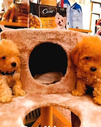 Cuccioli barboncino, maltese, pomerania maltipoo
