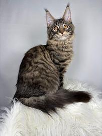 Maine Coon