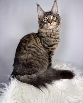 Maine Coon