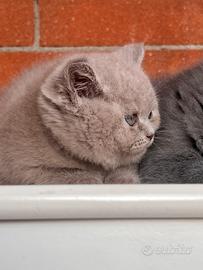 Gattini British Shorthair