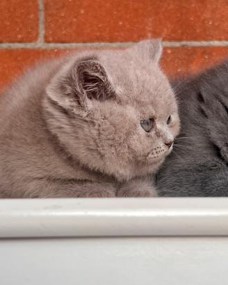 Gattini British Shorthair