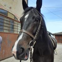 Cavallo