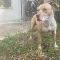 Pitbull per accoppiata