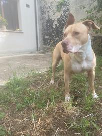 Pitbull per accoppiata