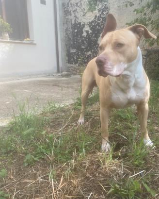 Pitbull per accoppiata