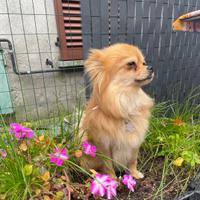Volpino Pomerania