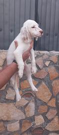 Setter inglese