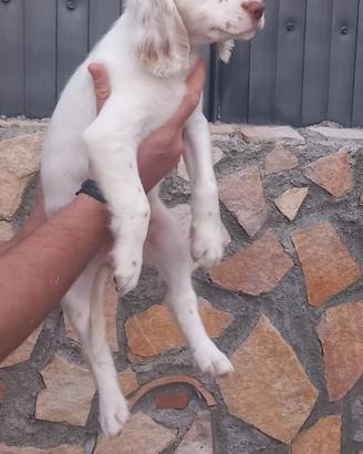 Setter inglese