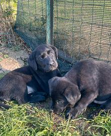 Cuccioli di Labrador