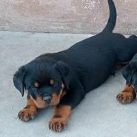 Rottweiler top