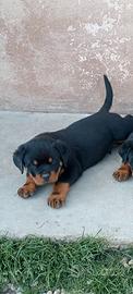 Rottweiler top