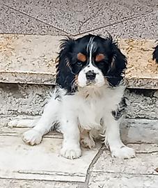 Cuccioli di Cavalier King con pedigree Enci