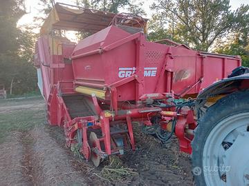Scavapatate grimme trainata