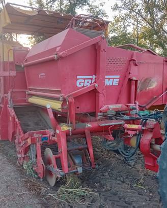 Scavapatate grimme trainata