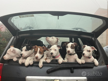 Ultime cucciole amstaff