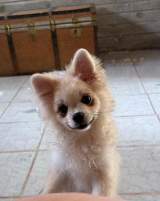 Volpino Spirz di pomerania nano