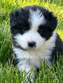 Cuccioli Border collie