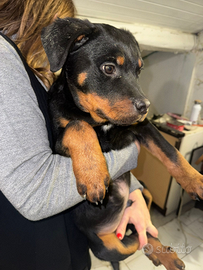 Cucciolo di Rottweiler con pedigree