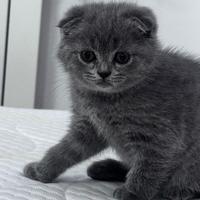 Scottish fold