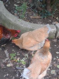 trio incrocio brahma/ovaiola