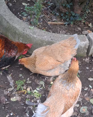 trio incrocio brahma/ovaiola