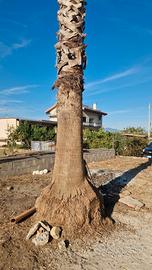 PALMA WASHINGTONIA